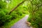 Trail through the forest at Wildwood Park, Harrisburg, Pennsylvania.