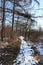 Trail through forest in winter