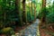 Trail in giant cypress forest