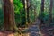 Trail in giant cypress forest