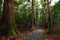 Trail in giant cypress forest