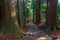 Trail in giant cypress forest