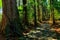 Trail in giant cypress forest