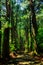 Trail in giant cypress tree forest