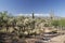 Trail in giant Saguaro cactus forest