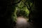 Trail Through Gnarly Overgrown Forest