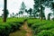 Trail going into lush organic green tea plantation during monsoon season, tea is major resource of indian agriculture