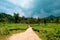 Trail going into lush organic green tea plantation during monsoon season in wayanad region of kerala, tea is major resource of