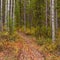 Trail in Golden Aspen Forest