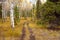 Trail in Golden Aspen Forest