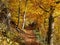 Trail in golden forest landscape, fall season nature background