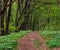 Trail in green blossoming forest in trees, background nature