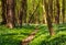 Trail in green blossoming spring forest, nature background