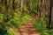 Trail in green blossoming spring forest, nature background