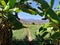 A trail on the green field, mountains and banana palms