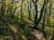 A trail in a green forest runs between trees.