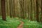 Trail in green spring blossoming forest, nature background