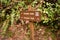 The trail head sign for the waterfalls at Silver Falls State Park