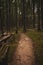 Trail Heading into Dark Forest