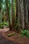 Trail for hiking in Redwoods next to cluster of trees