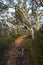 A trail on a hill lined up by Eucalyptus trees in the Australian bush
