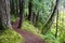 Trail through the Hoh Rainforest