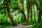 Trail in the Hoh Rainforest, Olympic National Park, Washington USA