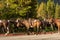 Trail Horses Being Herded