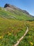 Trail through Idyllic Alpine Meadow