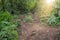 Trail in the jungle of the volcano Merapi