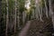 Trail Leading Through Aspen Forest