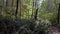 Trail leading through a dimly lit rain forest