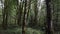 Trail leading through a dimly lit rain forest