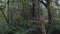 Trail leading through a dimly lit rain forest