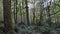 Trail leading through a dimly lit rain forest