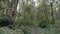 Trail leading through a dimly lit rain forest