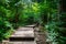 Trail leading into forest