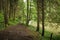 A trail leading through more forest places in the Slovak Paradise National Park