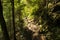 A trail leading through more forest places in the Slovak Paradise National Park