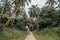 Trail leading to jungles with palm trees and bushes