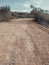 The trail leading to the mountains. Empty dirt road among subtropical bushes. Subtropical plants of Cyprus.