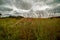 Trail lined with tall grass leading to a wildlife observatory in the Erie national wildlife refuge near Cambrigde springs in