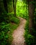 Trail through lush green forest in Codorus State Park