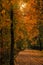 Trail Through A Lush Treelined Autumn Park