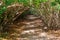 Trail through a Mangrove Tunnel