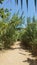 A Trail Between The Many Long Cane Poles On The Bare Path Under The August Sunlight At A River Bank, Israel