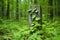 a trail marker post against dense foliage