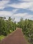 Trail Through Marsh