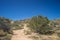 Trail through Mojave Hills