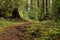 Trail through a mossy coast redwood Sequoia sempervirens forest with huckleberries, sword ferns, and redwood violet